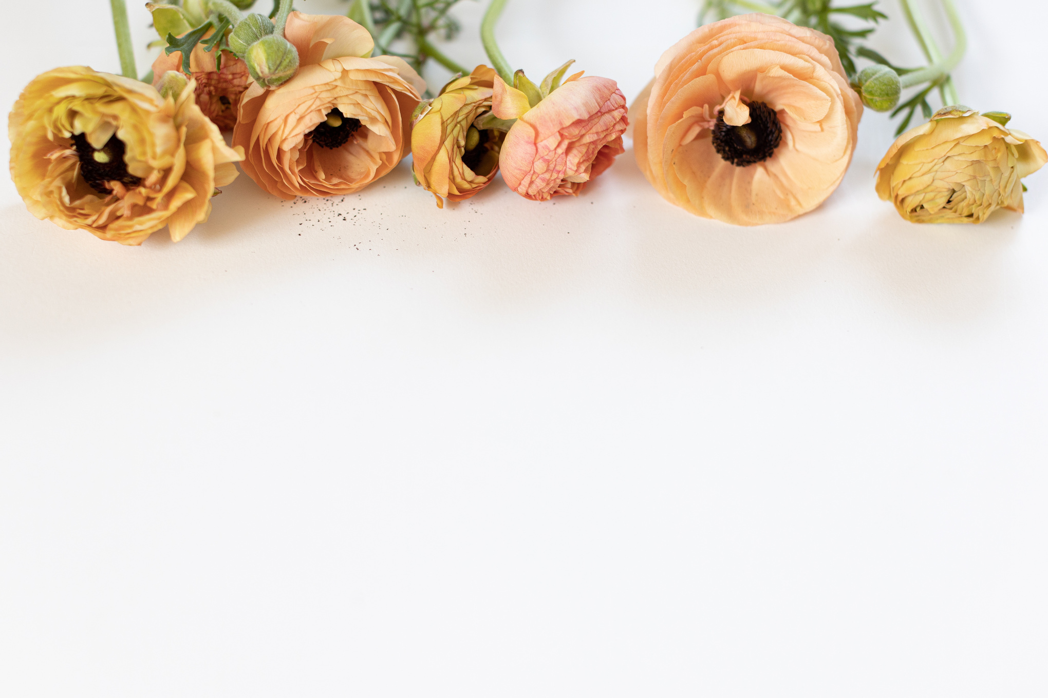 Dried Flowers on White Background