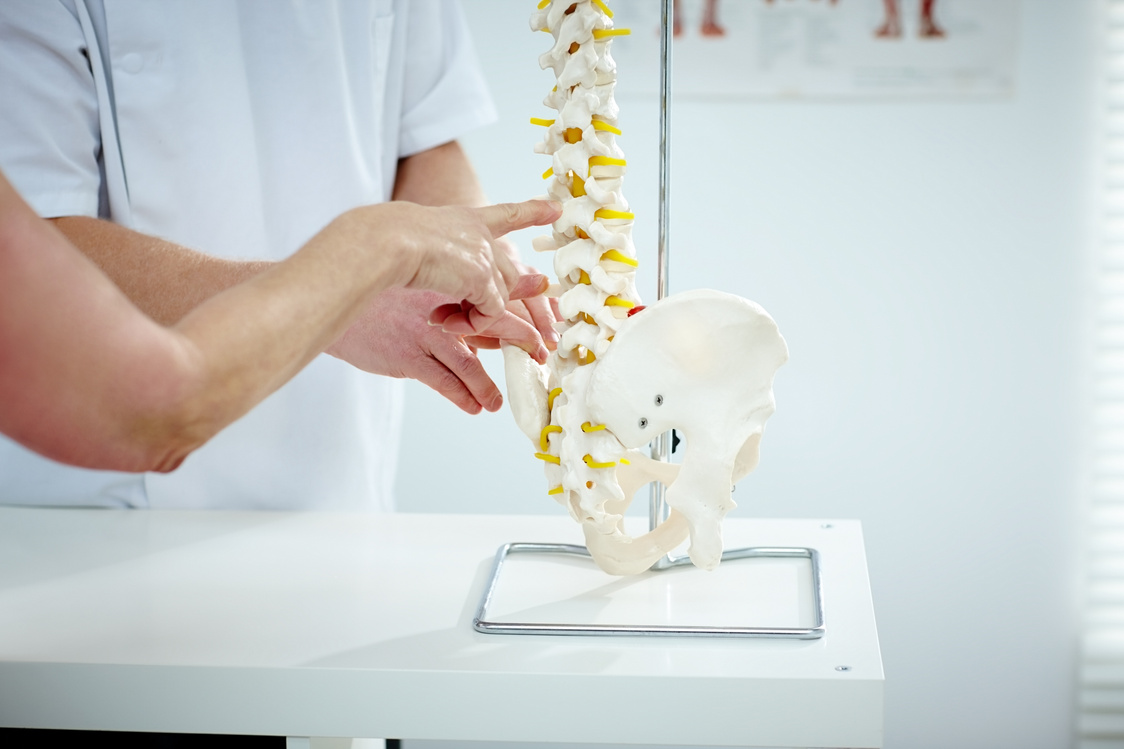Chiropractor explains patient using plastic model
