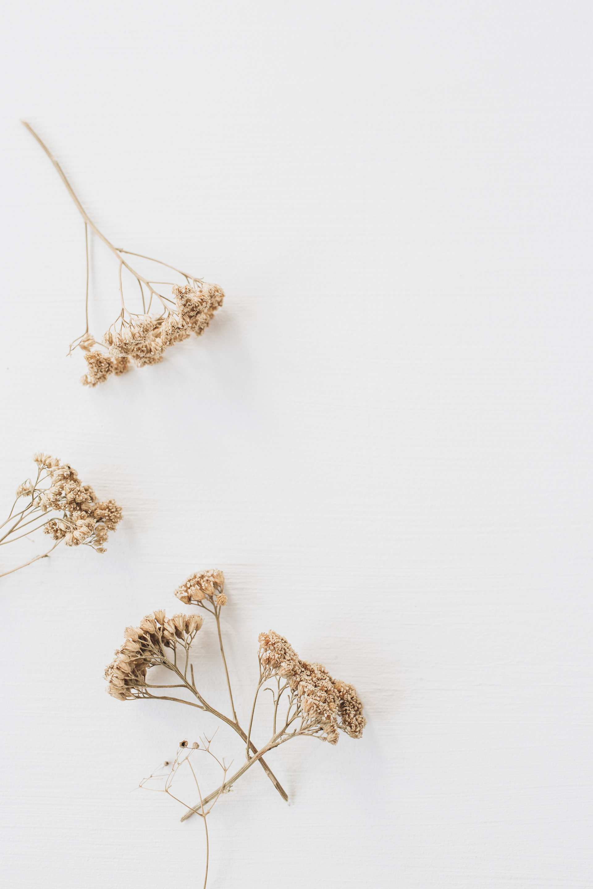 Dried Buds on White Background