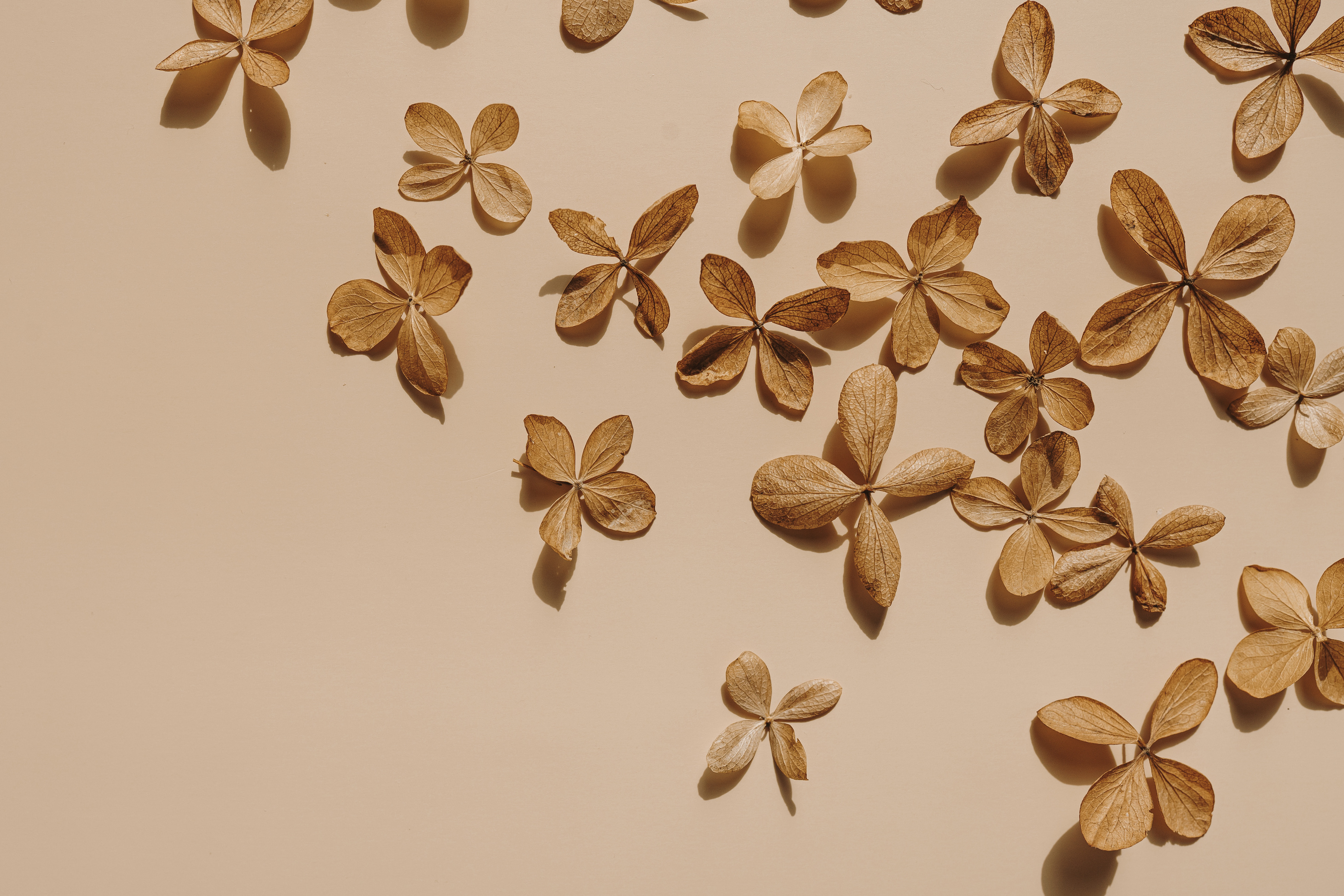 Dried Flowers on Beige Background